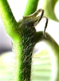  Stipules